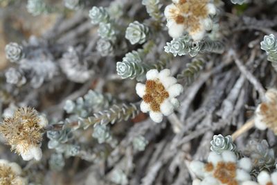 Leucogenes grandiceps, photographed by Christopher Stephens