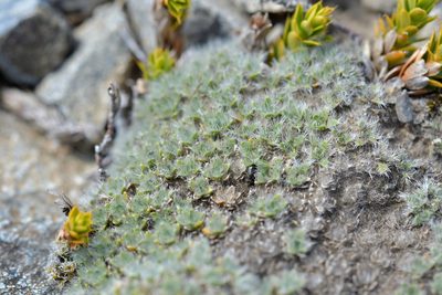 Veronica pulvinaris, photographed by Christopher Stephens