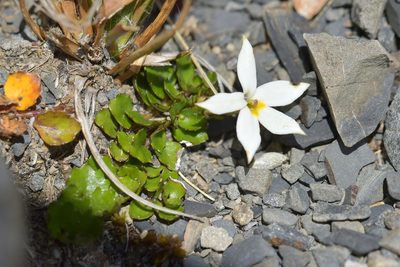 Lobelia macrodon, photographed by Christopher Stephens