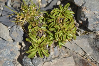 Gentianella bellidifolia, photographed by Christopher Stephens