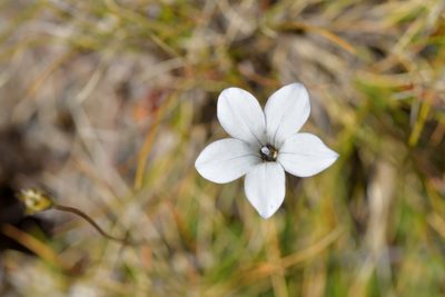 Wahlenbergia albomarginata, photographed by Christopher Stephens