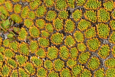 Hectorella caespitosa, photographed by Christopher Stephens