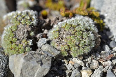 Veronica pulvinaris, photographed by Christopher Stephens