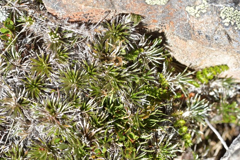 Celmisia laricifolia, photographed by Christopher Stephens