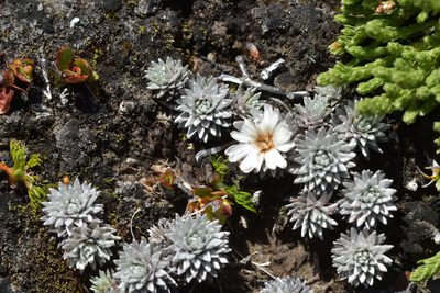 Raoulia grandiflora, photographed by Christopher Stephens