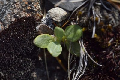 Celmisia discolor, photographed by Christopher Stephens
