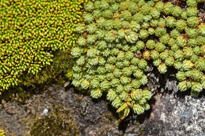 Kelleria dieffenbachii, photographed by Christopher Stephens