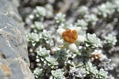 Leucogenes grandiceps, photographed by Christopher Stephens