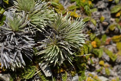 Celmisia sessiliflora, photographed by Christopher Stephens