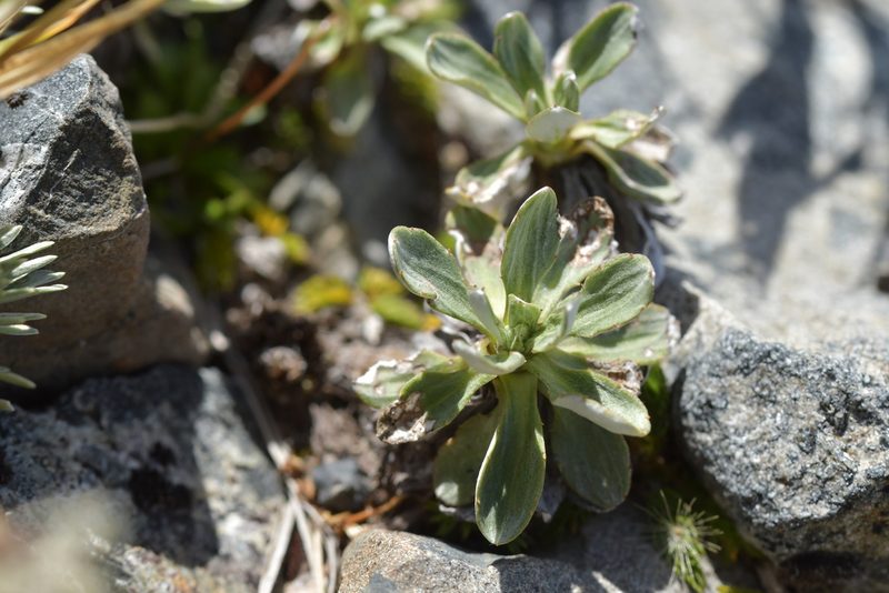 Celmisia discolor, photographed by Christopher Stephens