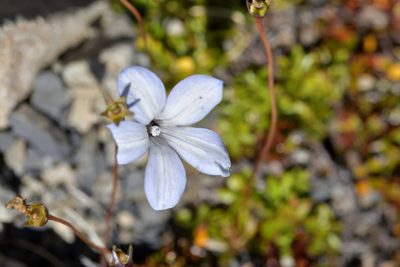 Wahlenbergia albomarginata, photographed by Christopher Stephens