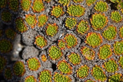 Hectorella caespitosa, photographed by Christopher Stephens