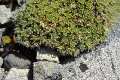 Veronica pulvinaris, photographed by Christopher Stephens