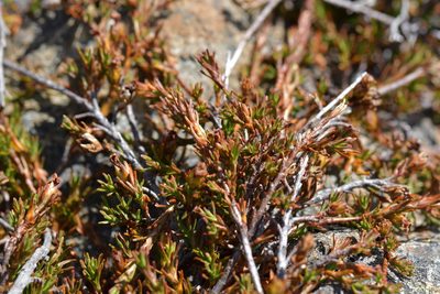 Dracophyllum pronum, photographed by Christopher Stephens