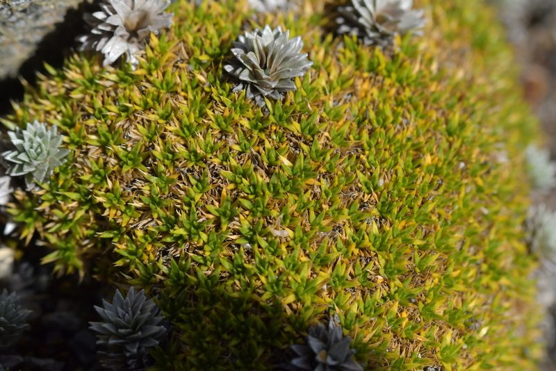 Colobanthus buchananii, photographed by Christopher Stephens