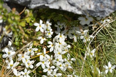 Lobelia macrodon, photographed by Christopher Stephens