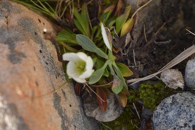 Gentianella bellidifolia, photographed by Christopher Stephens
