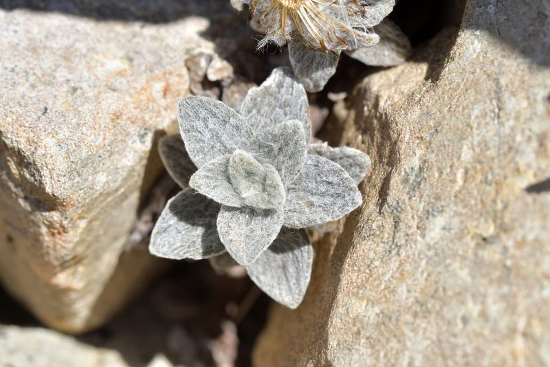Haastia sinclairii, photographed by Christopher Stephens