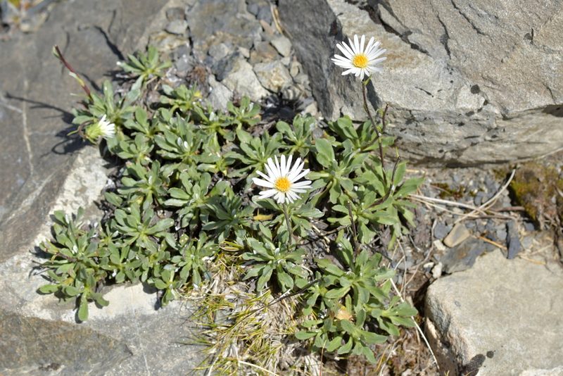 Celmisia durietzii, photographed by Christopher Stephens
