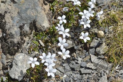 Wahlenbergia albomarginata, photographed by Christopher Stephens