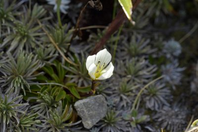 Gentianella bellidifolia, photographed by Christopher Stephens