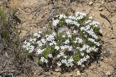 Phlox multiflora, photographed by Cecelia Alexander