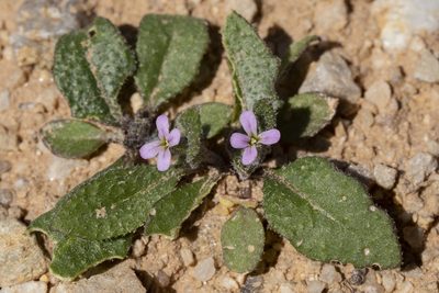 Strigosella africana, photographed by Cecelia Alexander