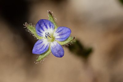 Veronica biloba, photographed by Cecelia Alexander