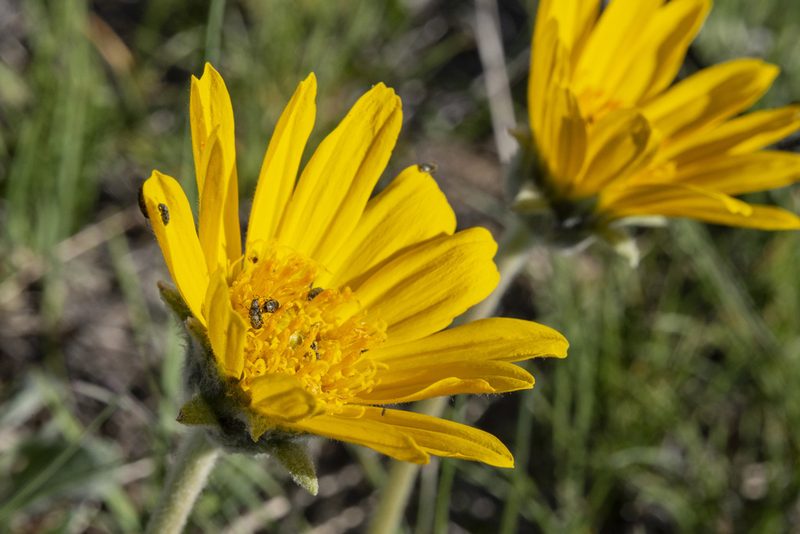 Balsamorhiza incana, photographed by Cecelia Alexander