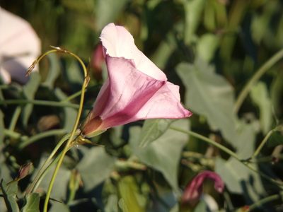 Calystegia purpurata, photographed by Dutza K.