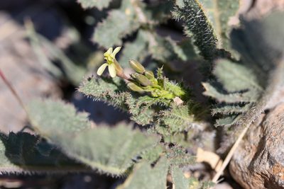 Brassica tournefortii, photographed by Andrew Meeds