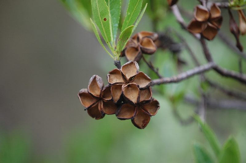 Kageneckia lanceolata, photographed by Carlo Brescia