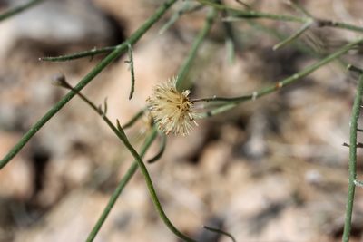 Bebbia juncea, photographed by Andrew Meeds