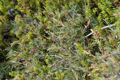 Dracophyllum kirkii, photographed by Christopher Stephens