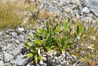 Celmisia spectabilis, photographed by Christopher Stephens