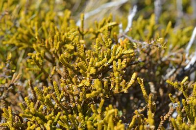 Veronica lycopodioides, photographed by Christopher Stephens