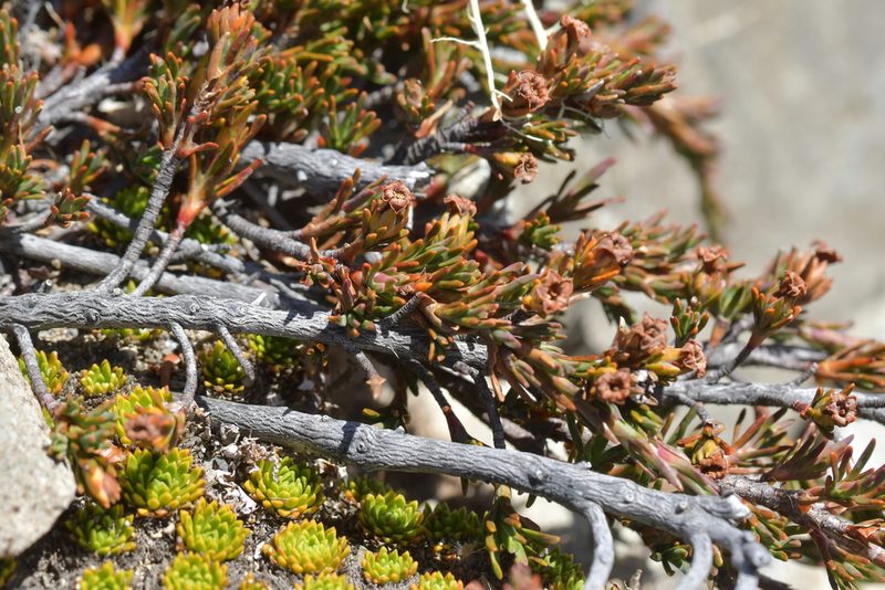 Dracophyllum pronum, photographed by Christopher Stephens