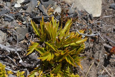 Aciphylla similis