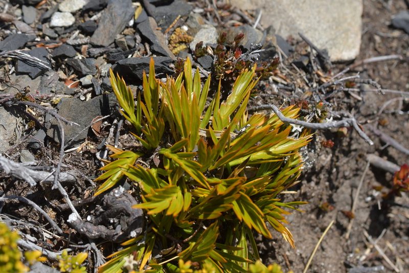 Aciphylla similis, photographed by Christopher Stephens