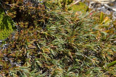 Dracophyllum kirkii, photographed by Christopher Stephens