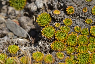 Hectorella caespitosa, photographed by Christopher Stephens