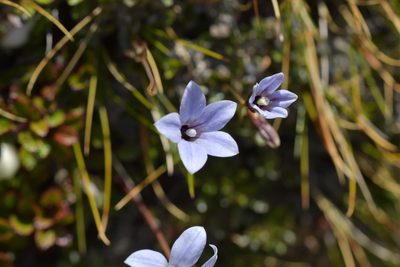 Wahlenbergia albomarginata, photographed by Christopher Stephens