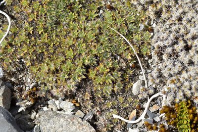 Veronica pulvinaris, photographed by Christopher Stephens