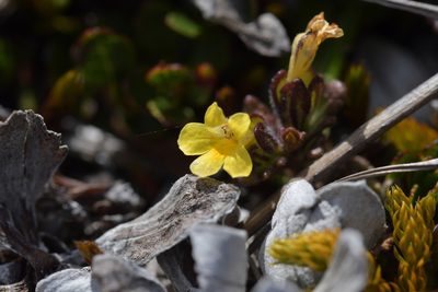Euphrasia cockayneana, photographed by Christopher Stephens