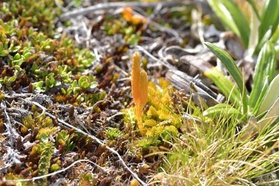 Austrolycopodium fastigiatum, photographed by Christopher Stephens