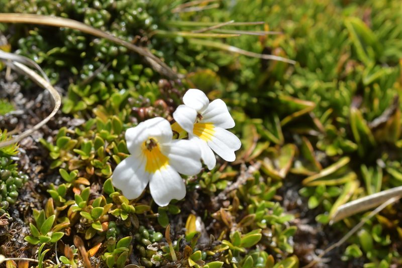 Euphrasia revoluta, photographed by Christopher Stephens