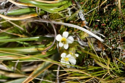 Euphrasia zelandica, photographed by Christopher Stephens