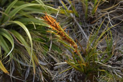 Aciphylla crenulata, photographed by Christopher Stephens