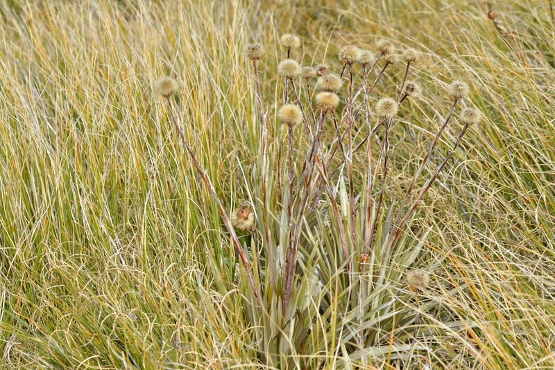 Celmisia armstrongii, photographed by Christopher Stephens