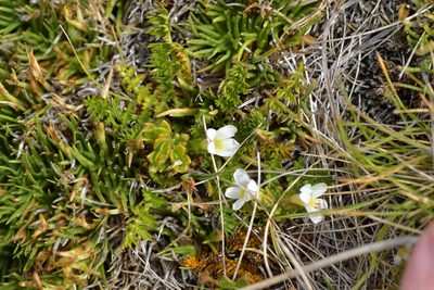 Euphrasia zelandica, photographed by Christopher Stephens
